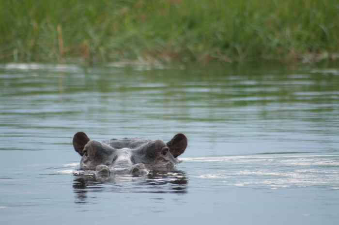Happy Hippo