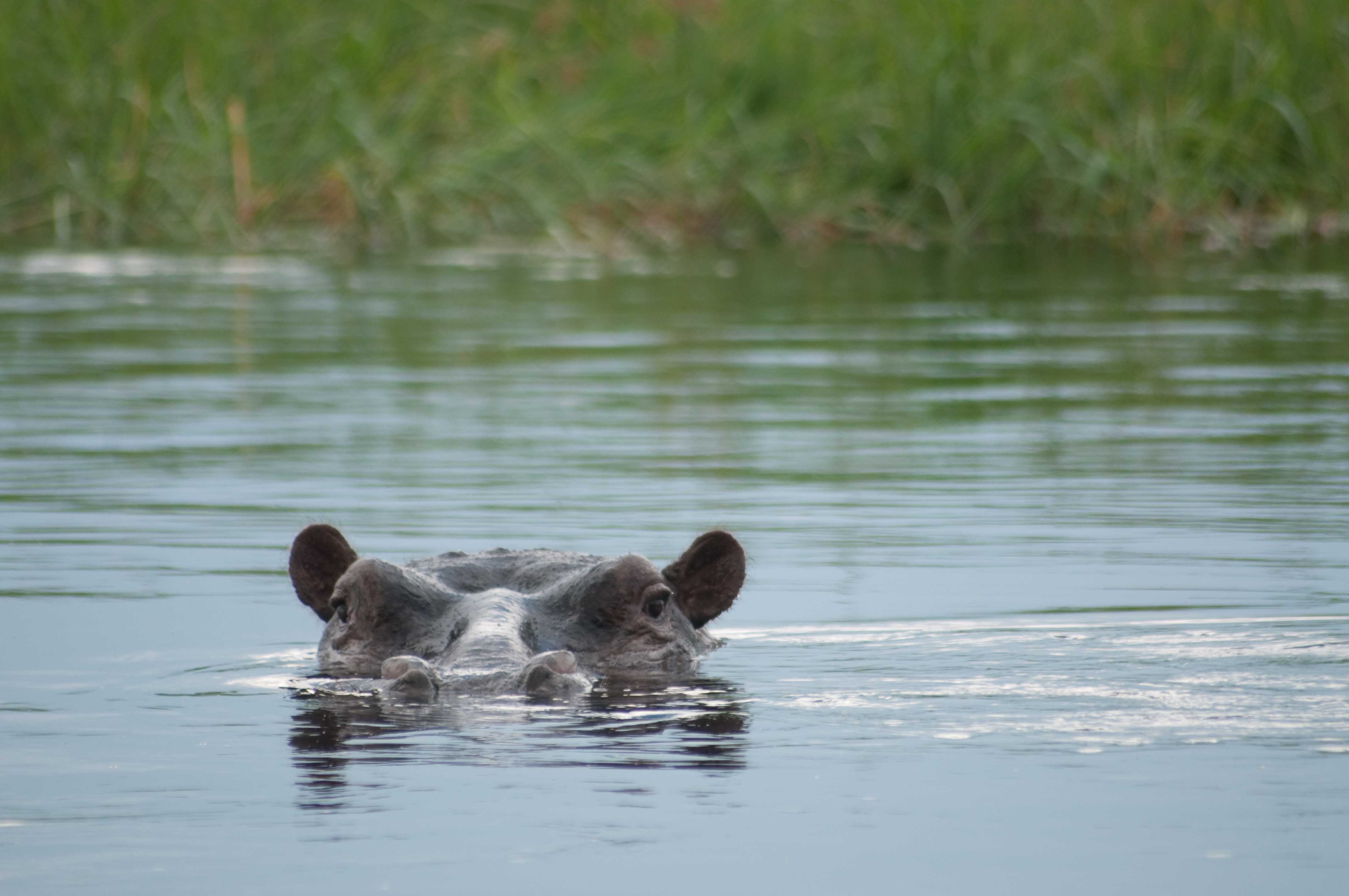 Happy Hippo