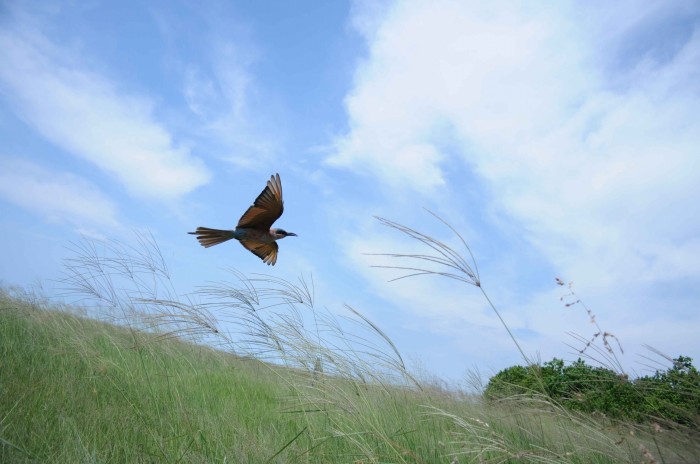 Hoping to catch the odd insect as the vehicle drives passed.