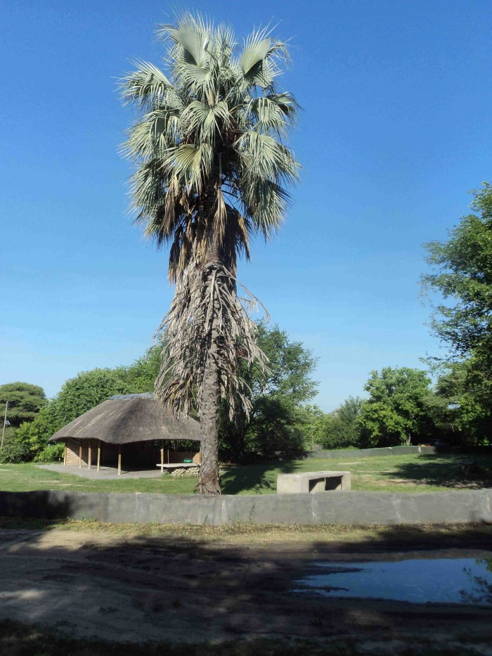 Palm