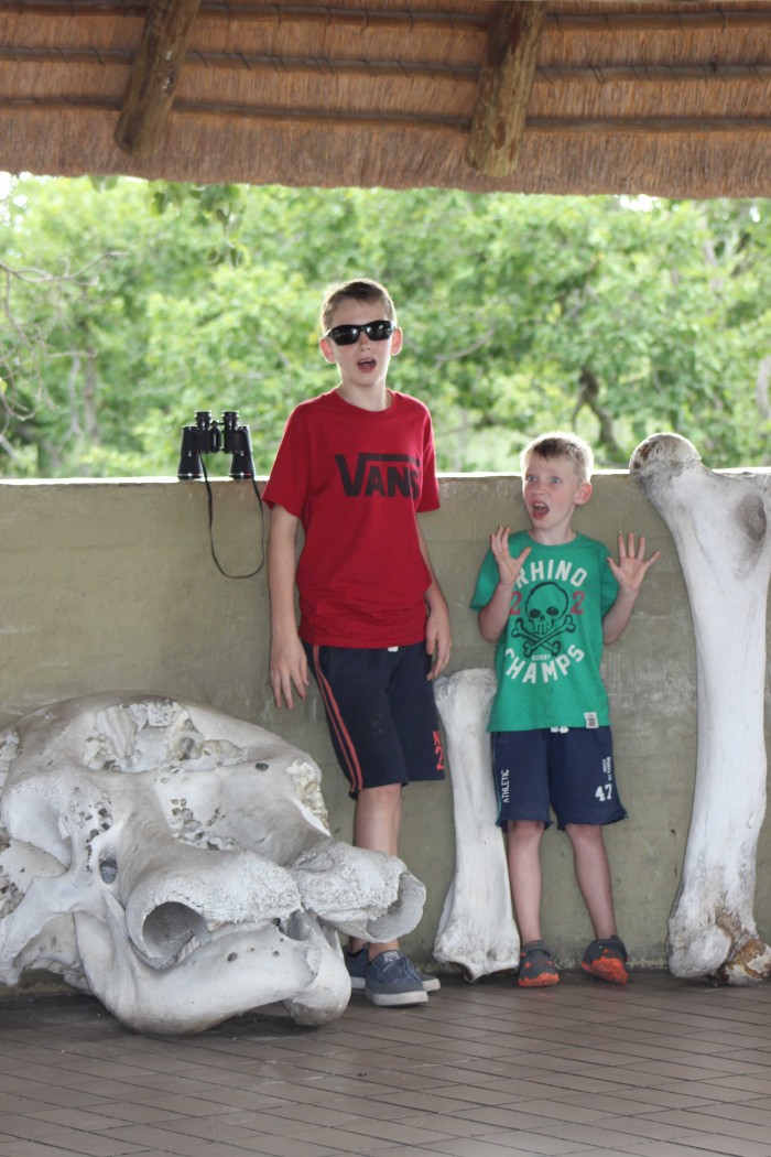 Zac and Dylan next elephant skeleton