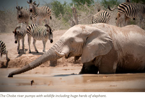 Chobe National Park