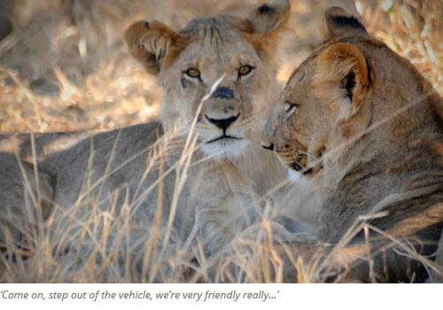 Central Kalahari Game Reserve