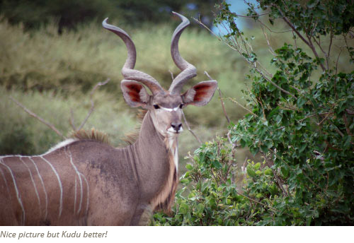 Central Kalahari Game Reserve Package